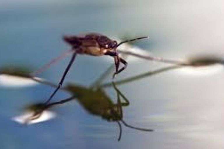 What is Water? 99.9% of people Don't Know! 13 surface tension image 2