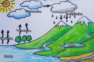 What is a water cycle? 4 water cycle
