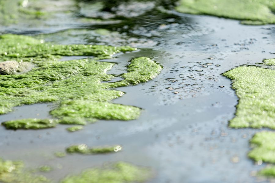 30+ Heartbreaking Water pollution images 13 water pollution image 12
