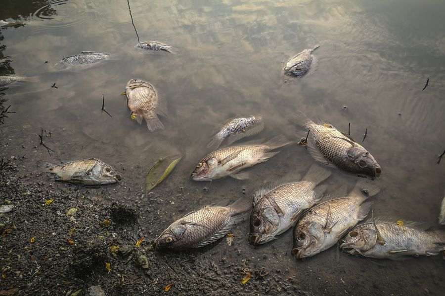 30+ Heartbreaking Water pollution images 23 water pollution image 22
