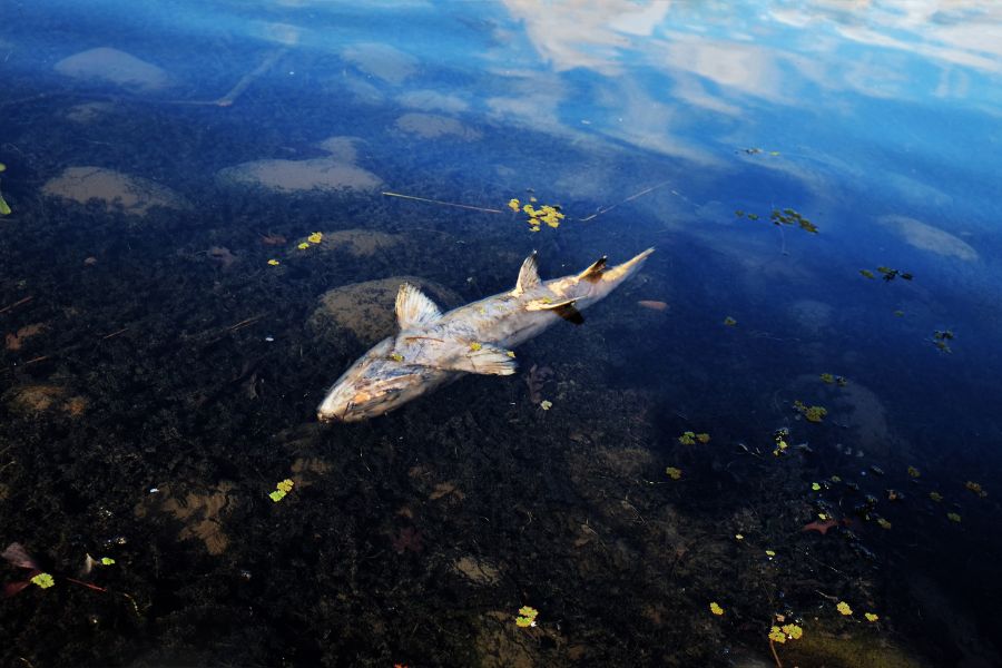 30+ Heartbreaking Water pollution images 10 water pollution image 9